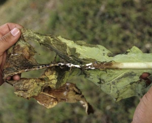 Uma podridão marrom e úmida cobriu a lâmina, vários esclerodios e um feltro branco, parecendo como um micélio pode ser observado no nervura central. <i><b>Sclerotinia sclerotiorum</i></b> (<i>Sclerotinia<i/> mancha de folha)
