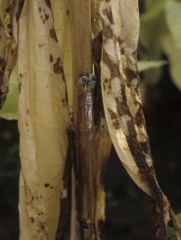 Durante os períodos de tempo úmido <i>Sclerotinia sclerotiorum</i> (mofo branco, <i>Sclerotinia</i> apodrecimento) desenvolve-se rapidamente e maciçamente na unidade de cura de tabaco; causa podridão de troncos e podridão de folhas e produz várias esclerócios.