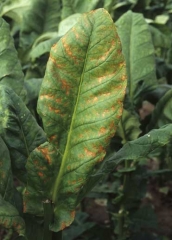 Esta folha de tabaco mostra lesões marrons e necróticas entre as veias secundárias, espalhadas por toda a lâmina foliar. <b>Manchas de seca</b> 
