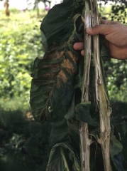 Folhas secaram e murcharam rapidamente. As nervuras das folhas são marrons e o talo principal, sempre branco, praticamente desapareceu.  <b>Lesão causada por relâmpago</b> 

