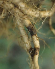 As lesões são mais localizadas em grandes raízes; pode-se observar lesões de vários tamanhos, às vezes de coloração marrom e umidas, frequentemente com aparencia de cortiça e rachado, <i>Thielaviopsis basicola</i> (<i>Chalara elegans</i>, podridão de raiz preta)
