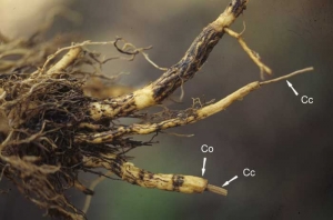 Todo o córtex podre (Co) desapareceu quando as raízes foram retiradas, apenas o cilindro central (Cc) permanece em algumas áreas. <i><b>Thielaviopsis basicola</i></b> (<i>Chalara elegans</i>, podridão de raiz preta)
