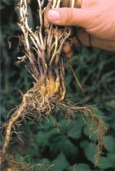 Quando as raízes the tabaco são desenterradas, pode-se observer o parasita vegetal firmemente ligado a elas.  <i><b>Orobanche</i> sp.</b>
