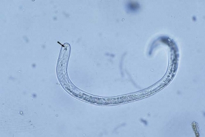 <i><b>Pratylenchus</i> spp.</b> (Podridão da raiz marron de tabaco) Nematoides são pequenos com um estilete visivel.