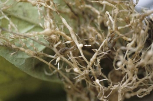 Várias raízes apresentando galhas e, frequentemente, nódulos brancos isolados, <i><b>Meloidogyne</i> spp.</b> (nematóide)
