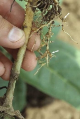 Algumas raízes dessa planta de tabaco apresentam galhas e nódulos. <i><b>Meloidogyne</i> spp.</b>. (nematóide)

