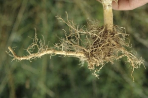 Neste sistema radicular muito raso e espalhado pode-se facilmente observar que as raízes profundas estão faltando. <b>Compactação do solo</b>