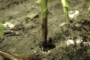 Uma lesão de coloração marrom escura a preta, localizada ao nível do solo estrangulando o caule da planta de Tabaco. <i><b>Thanatephorus cucumeris</b></i> (<i>Rhizoctonia solani</i>)