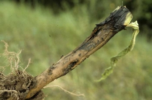  Uma podridão marrom úmida está deteriorando o córtex na base da planta de tabaco.  <i><b>Pectobacterium</i> sp.</b> (<i>Erwinia</i> sp., talo oco)