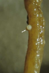 Estes cistos, inicialmente esbranquiçados, são de fato partes remanescentes de fêmeas hipertrofiadas agregadas a raíz pela cabeça. <i><b>Globodera tabacum</b> (<b>"nematoide de cisto" do tabaco</b>).
