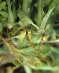 Pode-se observar uma mudançaa abrupta no diâmetro entre o caule e a coroa da muda, que está constricta e apodrecida. <b><i>Olpidium brassicae</i></b> (<i>Olpidium</i> seedling blight)