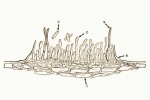 colletotrichum_acervule