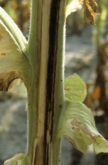 As veias mostram inicialmente estrias marron clara que depois torna-se preta. Quando o cortex é infectado, ele tambem mostra a mesma coloracão. <b><i>Ralstonia solanacearum</i></b> (murcha bacteriana).
