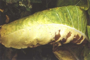 Amarelecimento subsequente se tornando mais pronunciado nessa porcao da folha que se torna castanha e seca. <b><i>Fusarium oxysporum </i>f. sp.<i> nicotianae</i></b> (murcha de fusarium) 