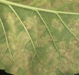 Manchas características na parte inferior das folhas causadas pelo mofo. <i><b>Peronospora hyoscyami</i> f.sp. <i>tabacina</b></i> (míldio)