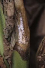 A podridão úmida do caule aparece no tabaco durante a cura, e é coberta por  musgo rosado e esporífero. <i>Fusarium</i> sp.