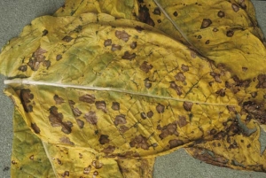 Durante a fase de amarelecimento da cura,  manchas interveminais marrons podem aparecer rapidamente em algumas folhas de tabaco. <i>Alternaria alternata</i>