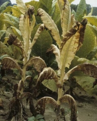 No final de alguns ciclos da doença, toda a planta pode murchar ou secar.