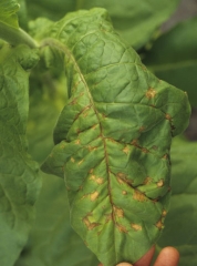 No início, as manchas são amarelas, então mudam rapidamente para uma cor enferrujada e às vezes formam anéis concêntricos. Tomato spotted wilt virus (TSWV)