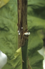 <i>Sclerotinia sclerotiorum</i>