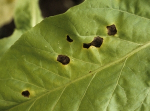 Essas manchas são bem definidas, cercadas por um halo amarelo marcado, com finos anéis concêntricos irregulares.  </i></b> <i><b>Alternaria alternata</b></i> (mancha foliar de alternaria)