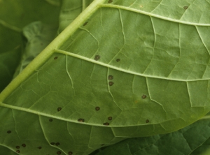 Algumas manchas molhadas, escurecendo no centro, espalhadas sobre a folha; <b><i>Alternaria alternata</i></b> (<i>Alternaria </i>mancha foliar)