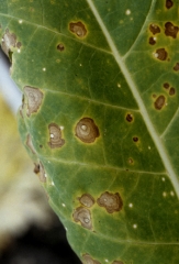 As manchas são muitas vezes bem definidas e de forma irregular cercadas por um halo amarelo. Eles também podem ter anéis mais escuros, dando-lhes a aparência de um alvo. <b><i><b>Alternaria alternata</b></i></b> (mancha foliar <i>Alternaria</i>)