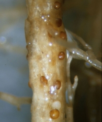 Muitos cistos em diferentes estágios podem ser observados nesta raiz. <i><b>Globodera tabacum</b></i>