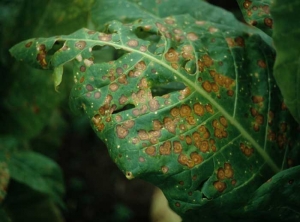 Várias manchas castanhas e necróticas entre as veias desta folha de tabaco. <i><b><b>Alternaria alternata</b></b></i>