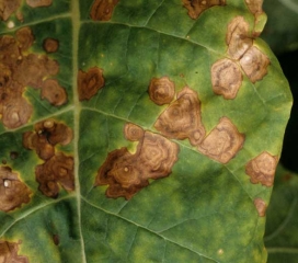 Pode-se observar facilmente os padrões concêntricos de <i><b>Alternaria alternata</b></i> em folhas de tabaco.