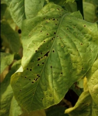 Primeiros manchas de <i><b>Alternaria alternata</b></i> em uma folha de tabaco da Virgínia.