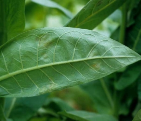 Primeiras manchas visíveis de mofo azul de tabaco na superfície inferior da folha. <i><b>Peronospora tabacina</b></i>