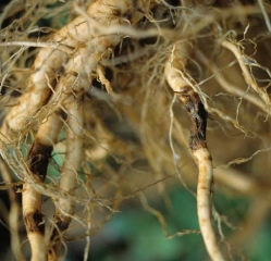 Pode-se observar várias "mangas" de cortiça neste sistema radicular. <i><b>Thielaviopsis basicola</b></i> (podridão de raiz preta)