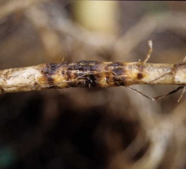 Uma "manga" preta e suberizada sobre raízes de tabaco. <i><b>Thielaviopsis basicola</b></i> (podridão de raiz preta)