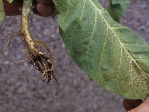 Nesta planta jovem de tabaco atacada por <i><b>Thielaviopsis basicola</b></i>, as folhas basais estão ligeiramente murchas, cloróticas e mais ou menos necróticas. (podridão de raiz preta)