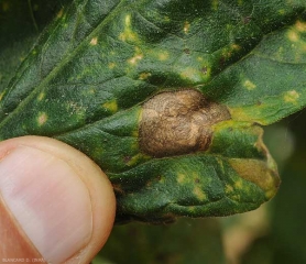 Detalhe de padrões concêntricos em uma mancha de corynesporiose (lado superior). <b><i>Corynespora cassiicola</b></i>