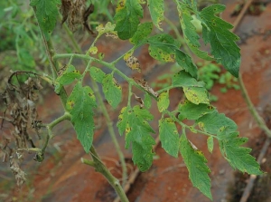 Várias pequenas manchas castanhas e necróticas cobrem parcialmente estes folhetos de tomate, resultando localmente no seu amarelecimento. <b><i>Corynespora cassiicola</i></b> (corinesporiose)