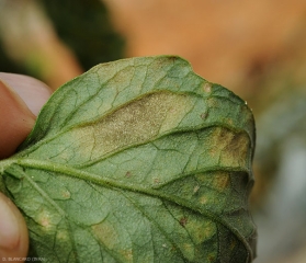 Detalhe de uma mancha esporulada na parte inferior do limbo. Uma penugem enegrecida pode ser distinguida. <b><i>Pseudocercospora fuligena</b></i> (cercosporiose)