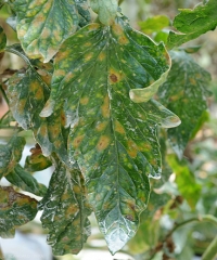 As manchas são cloroticas e bastante limitadas pelas nervuras. <b><i>Pseudocercospora fuligena</b></i> (cercosporiose)