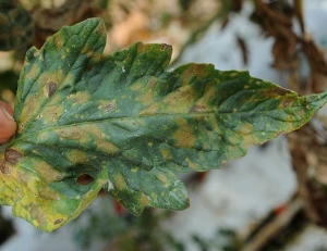 Neste folheto de tomate, as manchas de cercosporiose são mais evoluídas e bem marcadas. são bastante delimitadas pelas nervuras e revelam uma tonalidade amarela suja. <i><b>Pseudocercospora fuligena</i></b>