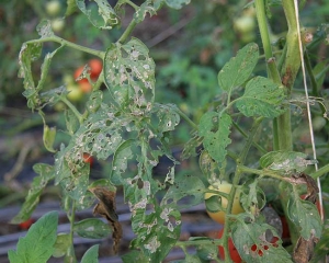 Muitas folhas de tomate foram consumidas por lagartas de <b>Lagartas de mariposas</b>. (Mariposas)