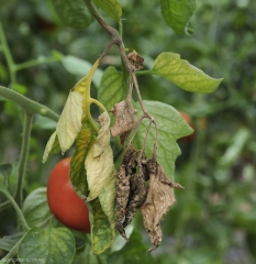 O peuíolo desta folha está agora rodeada por <i><b>Botrytis cinerea</b></i>. Vários folhetos ficam amarelos, alguns já estão necrosados e mortos. (mofo cinzento, grey mold)