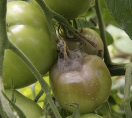 Podridão mole iniciada na cicatriz pedoncular deste fruto verde de tomate. Este último é coberto por um denso mofo cinzento. <b><i>Botrytis cinerea</i></b> (mofo cinzento, grey mold)