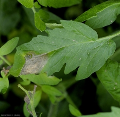 Mancha jovem que se desenvolve no limbo de um folheto de tomate. Padrões concêntricos já são visíveis nos tecidos lesados. <b><i>Botrytis cinerea</i></b> (mofo cinza, grey mold)