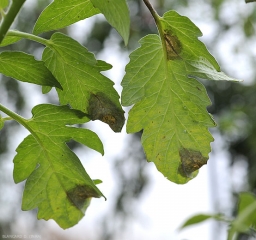 Várias manchas oleosas e enegrecidas são claramente visíveis por transparência nestes folhetos de tomate. <b><i>Phytophthora infestans</i></b> (mildiou)