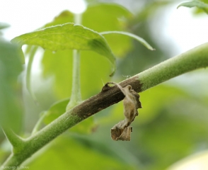 Léção marrom de míldio em petíolo e em um folheto. <b><i>Phytophthora infestans</i></b> (mildiou)