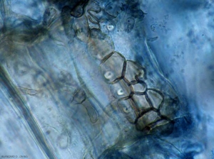 Esboço de uma microesclerotia de <b><i>Colletotrichum coccodes</i></b> formando-se numa célula do córtex.