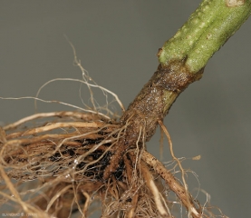 Détail d'un chancre au collet occasionné par <b><i>Fusarium oxysporum</i> f. sp. <i>radicis-lycopersici</i>.  (FORL)</b> (<i>Fusarium</i> crown and root rot)