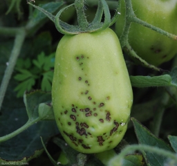 Muitas pequenas lesões de cancro castanho cobrem parcialmente esta fruta verde. <b><i>Xanthomonas</i> sp.</b> (sarna bacteriana, bacterial spot)