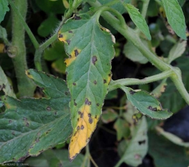 Um halo amarelo bastante marcado é bem visível e às vezes estendido em torno das manchas neste folheto. <b><i>Xanthomonas</i> sp.</b> (sarna bacteriana, bacterial spot) 